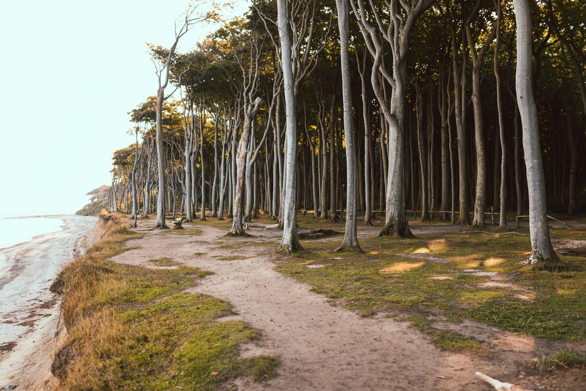 Küstenwald an der Ostsee