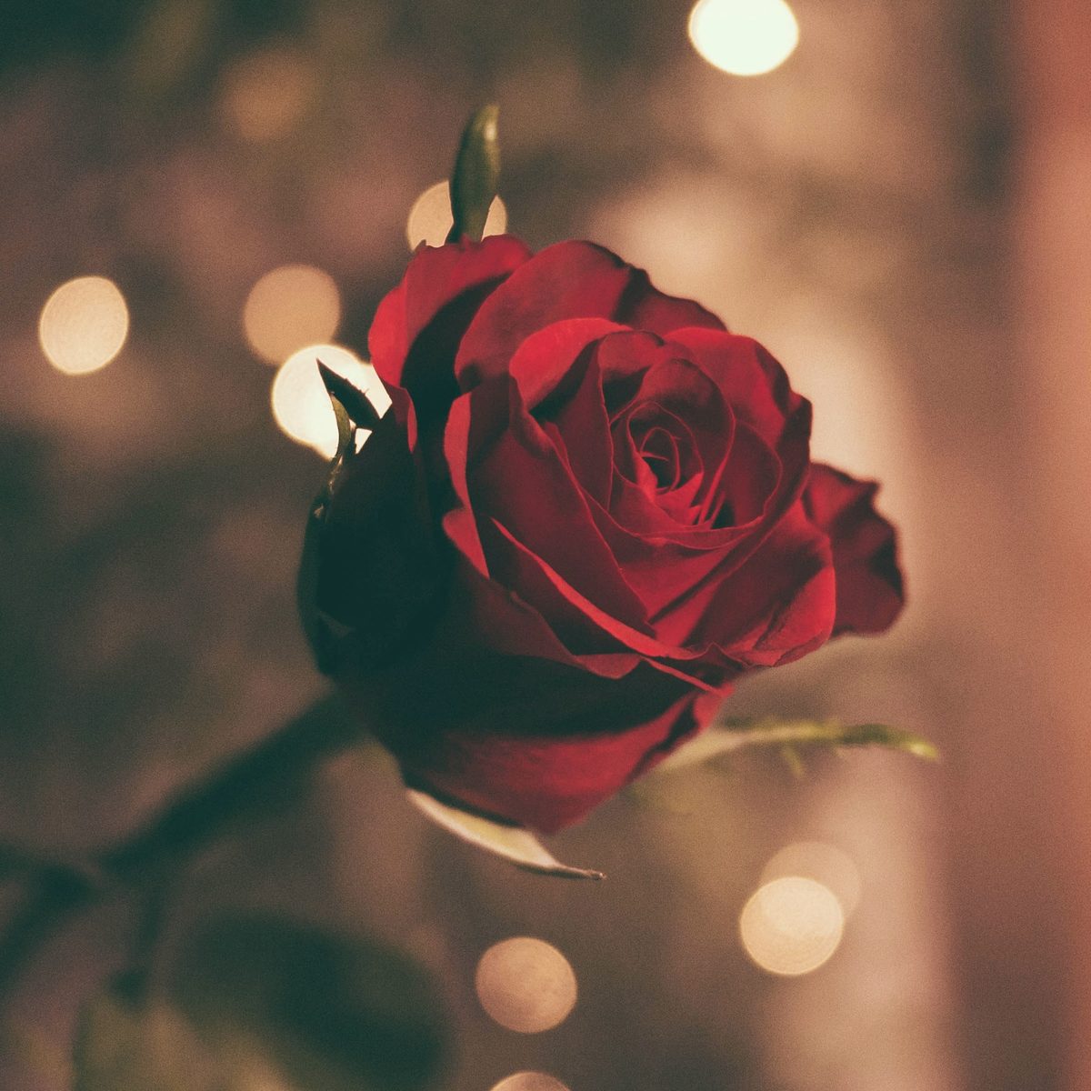 Rosenrot im Kerzenschein